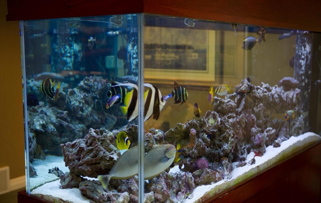 Waiting Room & Fish Tank | Modern Dental Office in West Chester